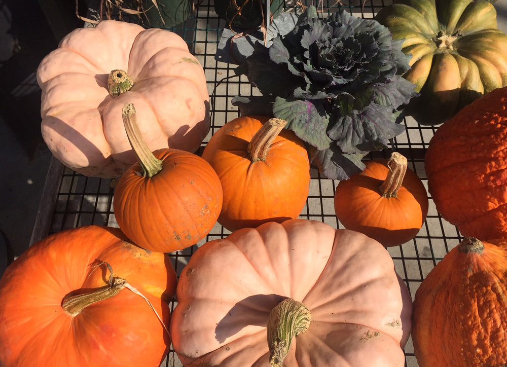 Autumn Harvest Season is Here